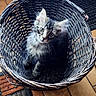 kitten, cat, basket, indoor, floor, tile, curious, fur, pet, animal, wood, table, rug, cozy, woven, young, cute, domestic, feline, eyes
