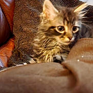 Tigrou participe au concours pour gagner de l'argent avec cette photo : kitten, cat, brown_blanket, leather_chair, furniture, indoor, bookshelf, dvds, curious, furry, pet, animal, cozy, sitting, young, small, closeup, blurred, soft, home