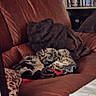 cat, tabby_cat, sleeping, couch, leather_couch, blanket, fabric, indoor, bookshelf, dvds, cozy, resting, pet, feline, fur, home, relaxing, nap, brown, soft_lighting