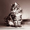 cat, fluffy, tabby, sitting, portrait, indoor, alarm_clock, vintage, sepia, feline, whiskers, ears, paw, fur, animal, pet, household, quiet, still_life, cozy