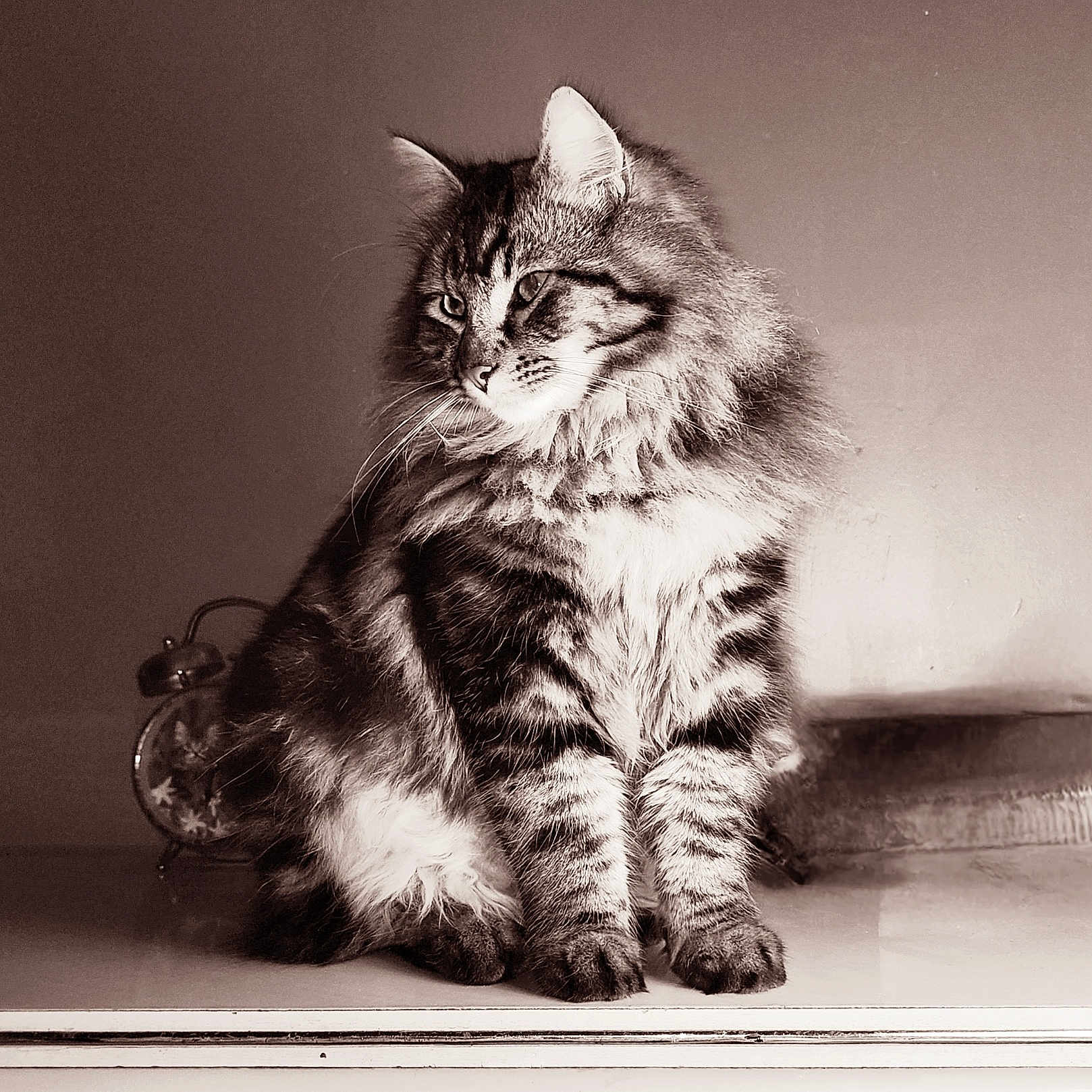 Tigrou participe au concours pour gagner de l'argent avec cette photo : cat, fluffy, tabby, sitting, portrait, indoor, alarm_clock, vintage, sepia, feline, whiskers, ears, paw, fur, animal, pet, household, quiet, still_life, cozy
