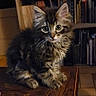 Tigrou a rejoint le concours — aidez-le/la à gagner de superbes lots ! kitten, cat, fur, table, remote_control, lighter, bookshelf, books, indoor, curious, pet, wood, clutter, floor_tiles, domestic, feline, animal, young_cat, cozy, home