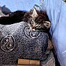 Tigrou a rejoint le concours — aidez-le/la à gagner de superbes lots ! kitten, cat, blanket, cage, feline, fur, pet, indoor, cozy, resting, curious, soft, animal, cute, small, young, comfort, toy, pattern, sleepy