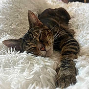 Winnie joined the competition — help win amazing prizes! cat, tabby, sleeping, paw, fluffy_blanket, indoor, cozy, relaxed, fur, whiskers, pet, animal, closeup, resting, cute, domestic_cat, mammal, bedroom, soft_texture, napping