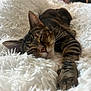 cat, tabby, sleeping, paw, fluffy_blanket, indoor, cozy, relaxed, fur, whiskers, pet, animal, closeup, resting, cute, domestic_cat, mammal, bedroom, soft_texture, napping