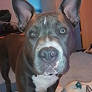 Auria a rejoint le concours — aidez-le/la à gagner de superbes lots ! alert, bedroom, blanket, bully_breed, canine, close_up, curious, dog, ears, eyes, fur, grey_coat, indoor, nose, paws, pet, pitbull, portrait, whiskers, white_chest