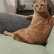 Rougail a rejoint le concours — aidez-le/la à gagner de superbes lots ! cat, orange_tabby, feline, pet, domestic_animal, couch, furniture, indoor, relaxed, resting, looking_at_camera, home, cozy, animal, mammal, whiskers, ears, tail, fur, comfortable