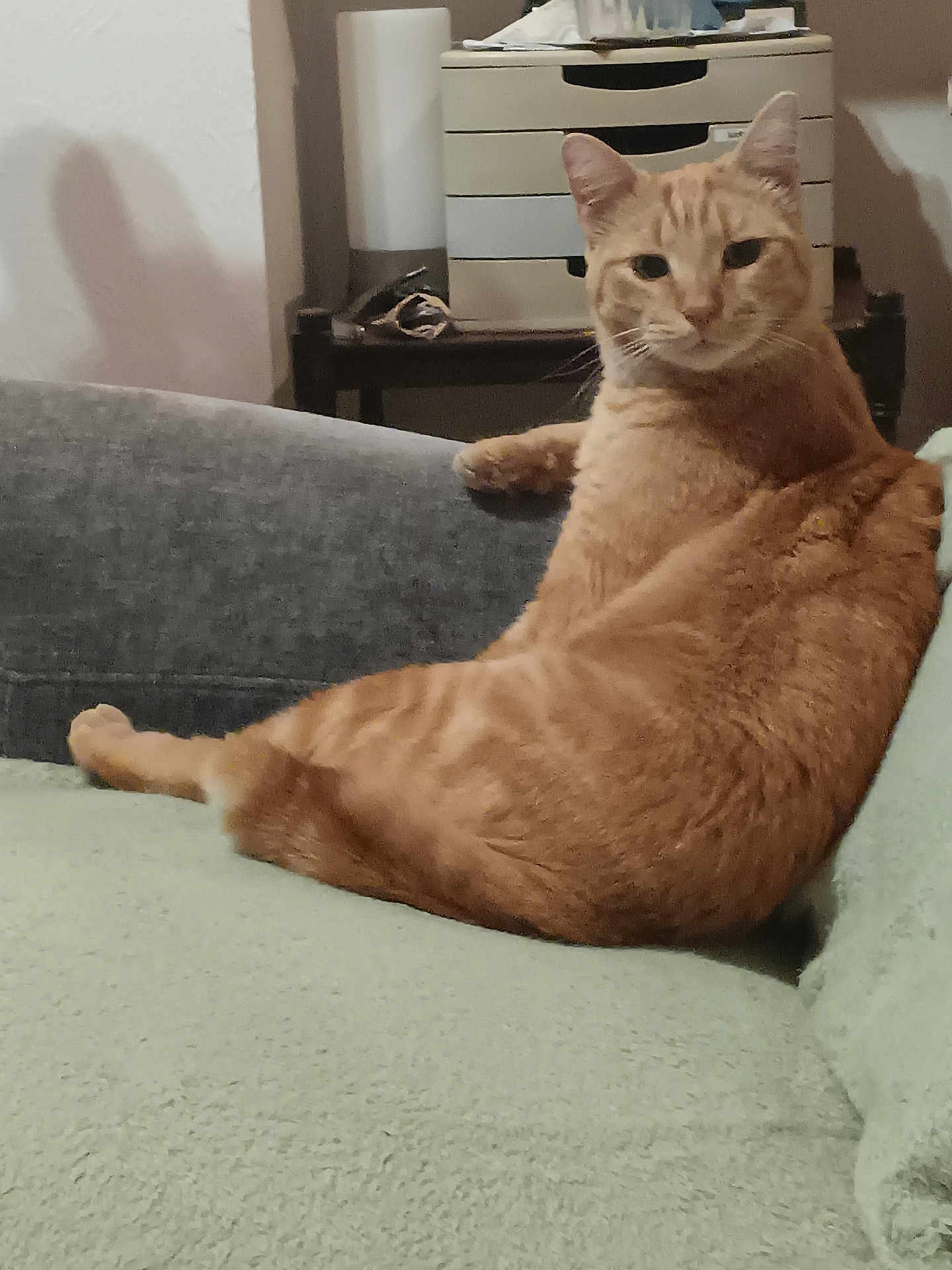 Rougail a rejoint le concours — aidez-le/la à gagner de superbes lots ! cat, orange_tabby, feline, pet, domestic_animal, couch, furniture, indoor, relaxed, resting, looking_at_camera, home, cozy, animal, mammal, whiskers, ears, tail, fur, comfortable