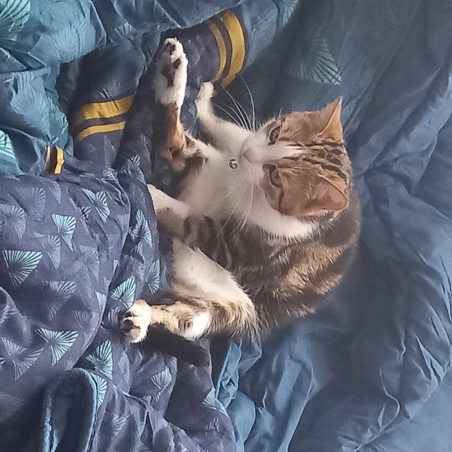 Maya