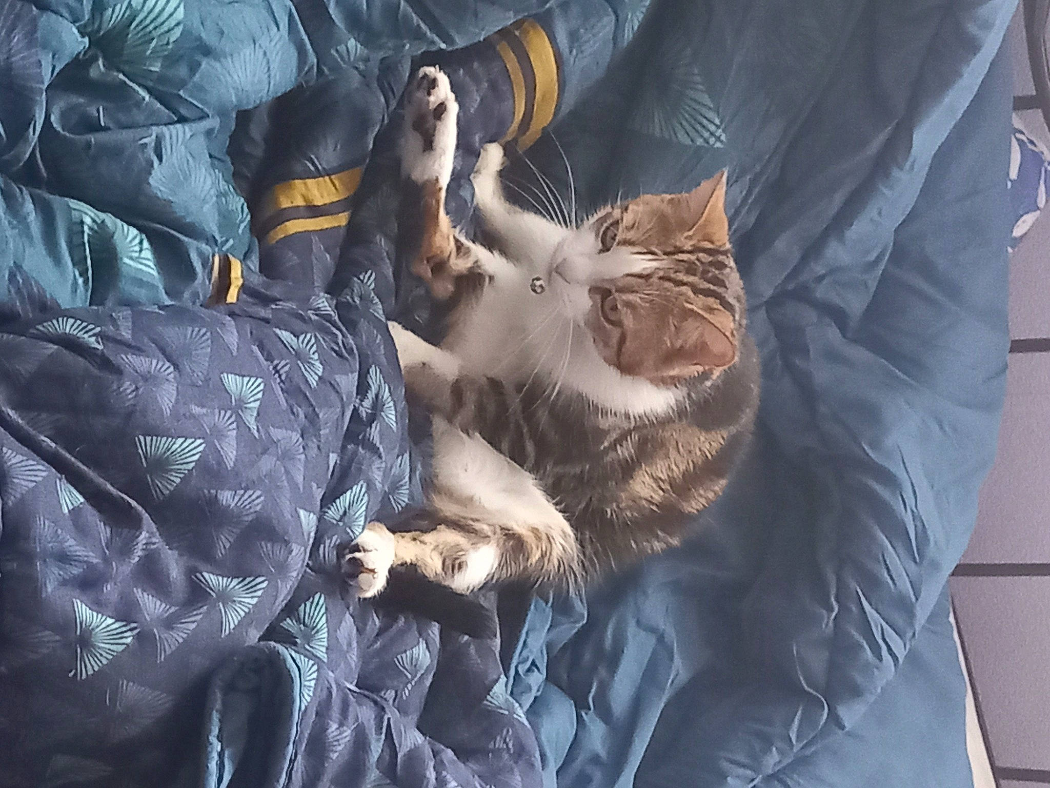 Maya participe au concours pour gagner de l'argent avec cette photo : carnivore, cat, claw, comfort, darkness, domestic_short_haired_cat, electric_blue, felidae, fur, grey, linens, nap, pattern, paw, sitting, sleep, small_to_medium_sized_cats, tail, textile, whiskers