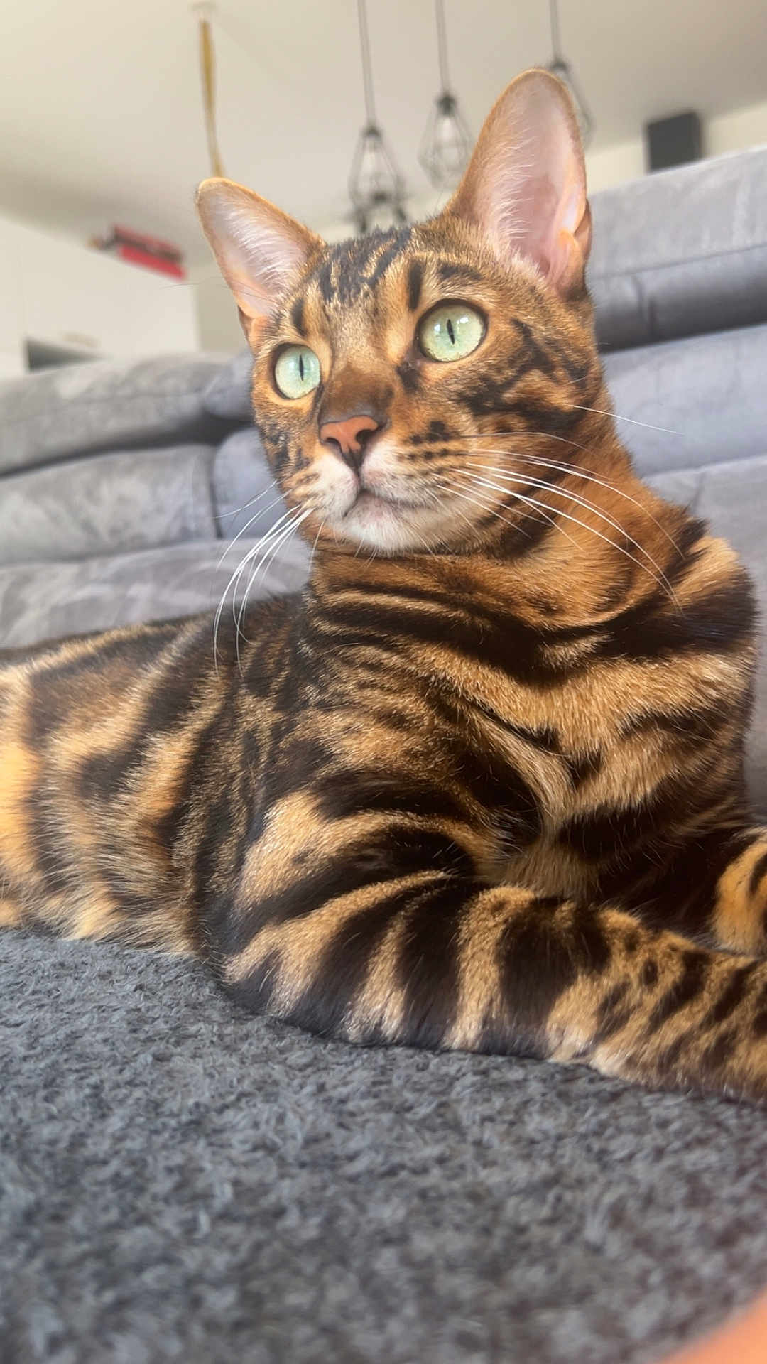 Yoshi a rejoint le concours — aidez-le/la à gagner de superbes lots ! bengal_cat, cat, green_eyes, striped_fur, whiskers, carpet, living_room, couch, gray, furniture, pet, domestic_animal, alert, close_up, indoor, mammal, fur_pattern, relaxed, house_pet, portrait
