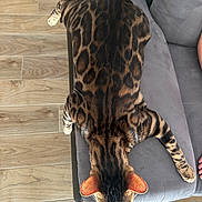 Yoshi participe au concours pour gagner de l'argent avec cette photo : cat, bengal_cat, animal, pet, feline, spotted_fur, striped_fur, couch, gray_couch, wooden_floor, flooring, relaxing, laying_down, indoor, ears, paw, fur_pattern, mammal, domestic_animal, resting