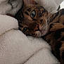 Yoshi participe au concours pour gagner de l'argent avec cette photo : cat, bengal_cat, blue_eyes, fur, pet, animal, cozy, blanket, white_blanket, soft_texture, close_up, indoor, resting, cute, sleepy, whiskers, face, relaxation, comfort, feline