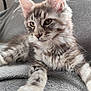 Blue a rejoint le concours — aidez-le/la à gagner de superbes lots ! cat, kitten, tabby, fluffy, ears, whiskers, paws, fur, gray_blanket, indoor, closeup, pet, animal, cute, feline, relaxed, portrait, soft_light, laying_down, young