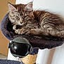 Blue a rejoint le concours — aidez-le/la à gagner de superbes lots ! cat, kitten, tabby, feline, pet, animal, sleepy, resting, fur, whiskers, ears, paw, cat_tree, perch, toy, indoor, home, cozy, fur_pattern, relaxed