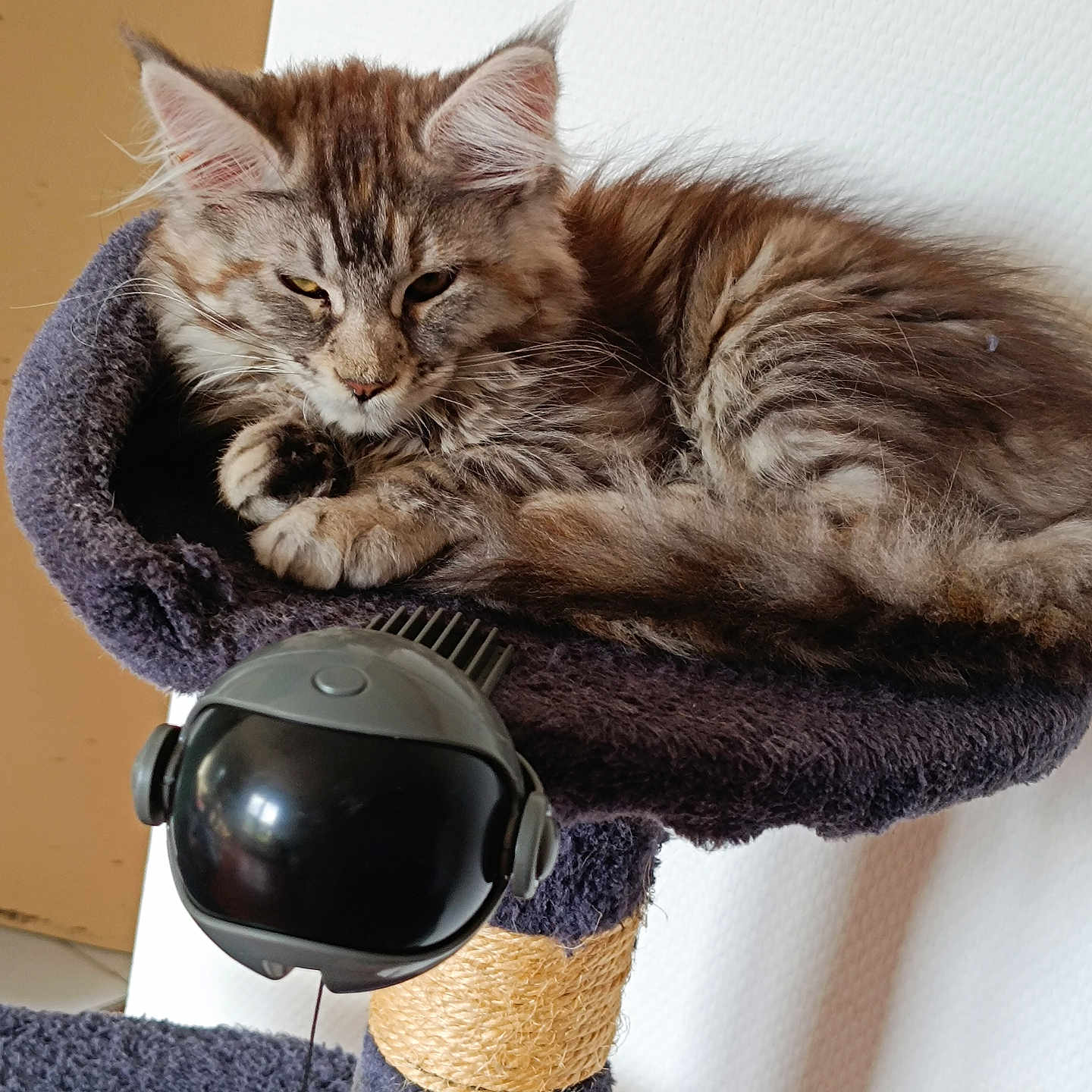 Blue a rejoint le concours — aidez-le/la à gagner de superbes lots ! animal, cat, cat_tree, cozy, ears, feline, fur, fur_pattern, home, indoor, kitten, paw, perch, pet, relaxed, resting, sleepy, tabby, toy, whiskers