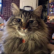 Pumpkin joined the competition — help win amazing prizes! cat, fluffy, indoor, pet, close_up, feline, whiskers, mane, collar, eyes, portrait, cozy, curtains, bed, furniture, home, soft_light, fur, domestic_animal, cute