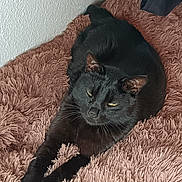 Billy participe au concours pour gagner de l'argent avec cette photo : animal, black_cat, cat, cozy, cute, domestic_cat, feline, fluffy_blanket, fur, indoor, lazy, mammal, pet, pink_blanket, relaxed, resting, sleepy, soft_texture, stretching, whiskers