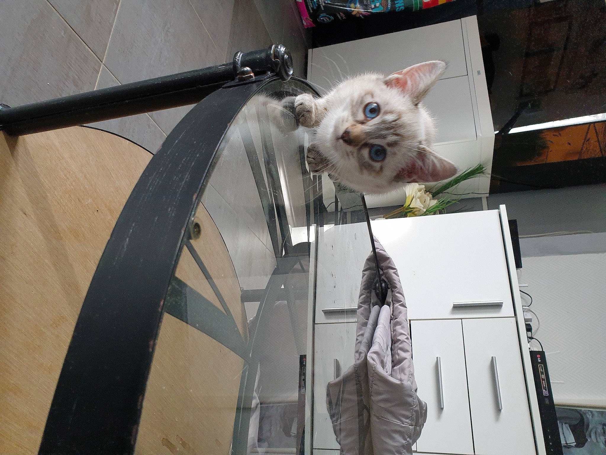 Bouba a rejoint le concours — aidez-le/la à gagner de superbes lots ! carnivore, cat, domestic_short_haired_cat, fawn, felidae, fur, glass, metal, small_to_medium_sized_cats, snout, tail, whiskers, window