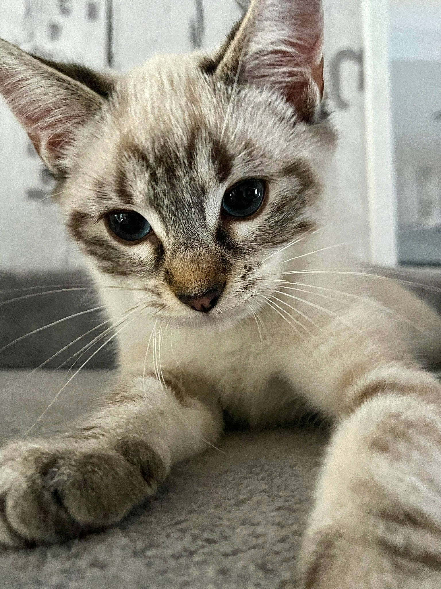 Bouba participe au concours pour gagner de l'argent avec cette photo : carnivore, cat, claw, domestic_short_haired_cat, ear, felidae, fur, paw, small_to_medium_sized_cats, snout, tail, whiskers, wildlife, window