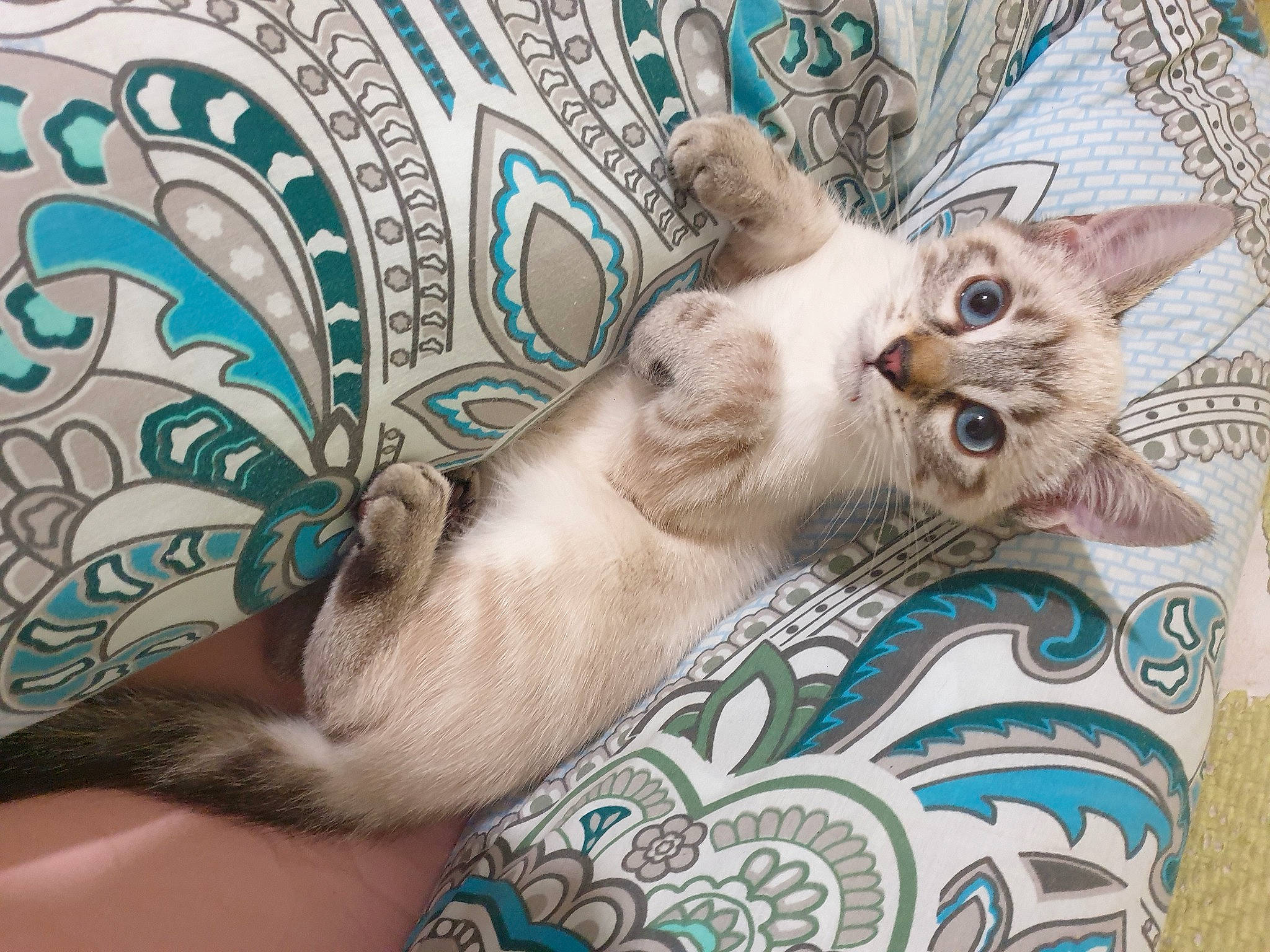 Bouba a rejoint le concours — aidez-le/la à gagner de superbes lots ! blue, carnivore, cat, comfort, domestic_short_haired_cat, fawn, felidae, fur, pattern, paw, small_to_medium_sized_cats, whiskers