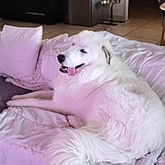 Bilou participe au concours pour gagner de l'argent avec cette photo : dog, white_dog, fluffy, indoor, bed, pillow, relaxed, tongue_out, pet, canine, fur, comfortable, home, living_room, floor, blanket, tail, companion, animal, domestic