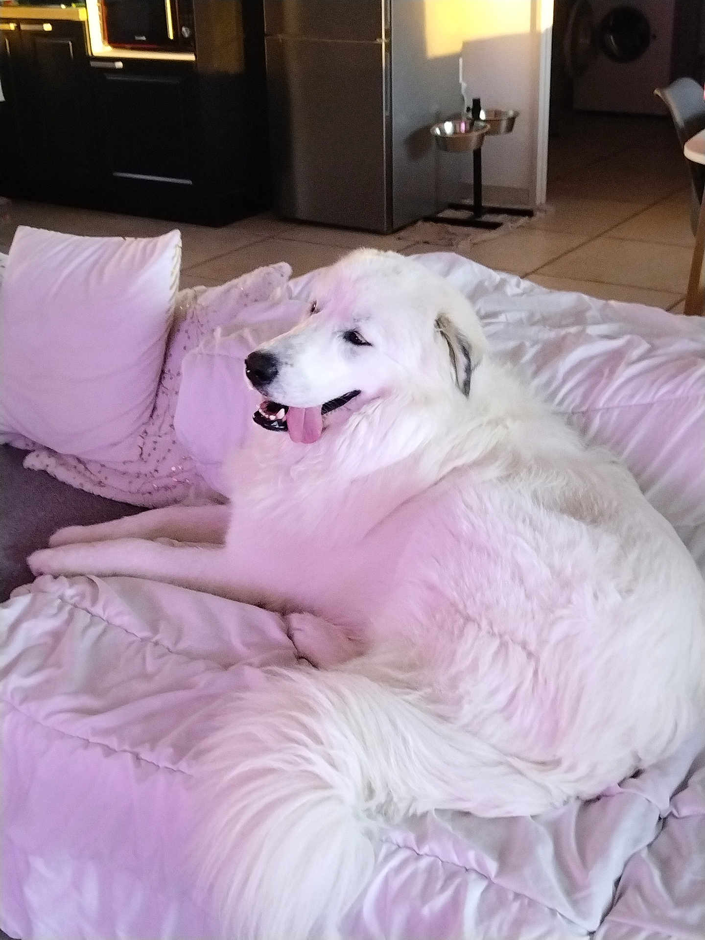 Bilou participe au concours pour gagner de l'argent avec cette photo : dog, white_dog, fluffy, indoor, bed, pillow, relaxed, tongue_out, pet, canine, fur, comfortable, home, living_room, floor, blanket, tail, companion, animal, domestic