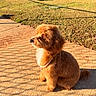 dog, outdoor, sunlight, sidewalk, grass, shadow, pearl_necklace, fluffy, pet, animal, sitting, brown_fur, cute, small_dog, daytime, fence_shadow, nature, portrait, warm_light, calm