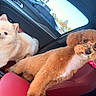 dog, pomeranian, toy_poodle, car_interior, red_leather_seat, fluffy, cute, pet, animal, companion, indoor, window, daylight, parked_car, curious, friendly, small_dog, groomed, seat, canine