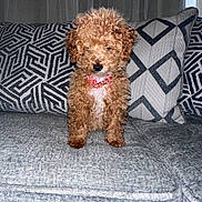 Hazel is registered to the contest to win money with this photo: puppy, dog, curly_fur, brown_dog, couch, pillow, indoor, pet, small_dog, furniture, cozy, home, cute, animal, companion, living_room, sitting, adorable, domestic_animal, curly_coat