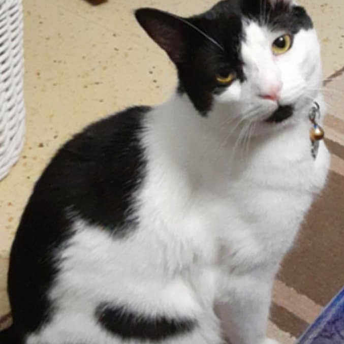 Bubba is registered to the contest to win money with this photo: animal, bell, black_and_white, cat, closeup, collar, curious, cute, domestic_cat, feline, floor, fur, head_tilt, indoor, mammal, pet, portrait, rug, sitting, whiskers