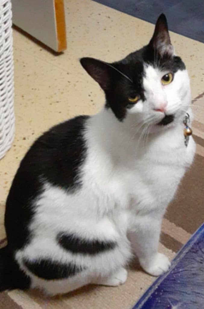Bubba is registered to the contest to win money with this photo: cat, black_and_white, pet, indoor, curious, sitting, collar, bell, fur, animal, mammal, floor, rug, head_tilt, whiskers, domestic_cat, cute, feline, portrait, closeup