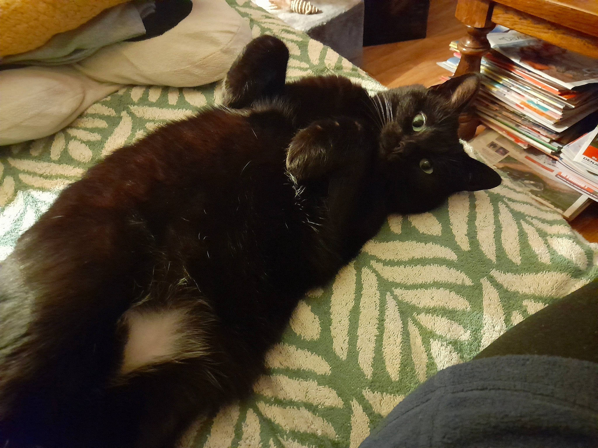 Oasis participe au concours pour gagner de l'argent avec cette photo : black_cat, canidae, carnivore, cat, claw, comfort, dog_breed, domestic_short_haired_cat, felidae, flooring, fur, hardwood, mammal, room, small_to_medium_sized_cats, snout, sporting_group, tail, vertebrate, whiskers