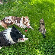 Oxy a rejoint le concours — aidez-le/la à gagner de superbes lots ! dog, cat, grass, outdoor, pet, animal, playing, panting, sunlight, greenery, tabby_cat, border_collie, australian_shepherd, relaxing, nature, summer, tongue_out, toy, friendship, leisure