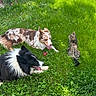 dog, cat, grass, outdoor, pet, animal, playing, panting, sunlight, greenery, tabby_cat, border_collie, australian_shepherd, relaxing, nature, summer, tongue_out, toy, friendship, leisure
