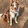 Oxy a rejoint le concours — aidez-le/la à gagner de superbes lots ! dog, animal, outdoor, leash, harness, earth, dirt, path, shadow, ears, tongue, sitting, pet, canine, nature, brown, white, spot, fur, happy