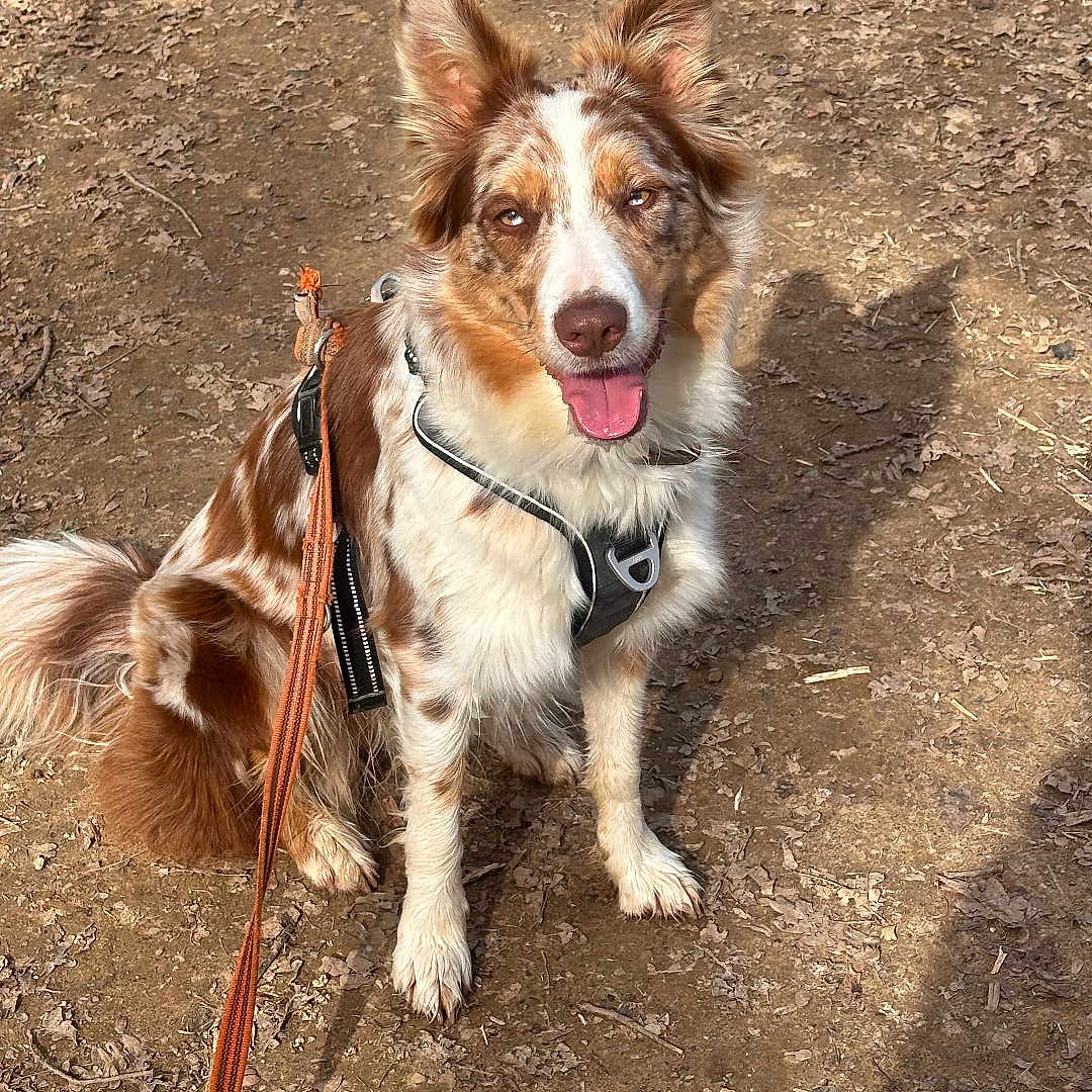 Oxy a rejoint le concours — aidez-le/la à gagner de superbes lots ! dog, animal, outdoor, leash, harness, earth, dirt, path, shadow, ears, tongue, sitting, pet, canine, nature, brown, white, spot, fur, happy