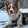 dog, snow, outdoor, winter, animal, canine, fur, pet, forest, nature, harness, laying_down, brown_and_white, ears, portrait, cold, winter_clothing, animal_portrait, quiet, scenery