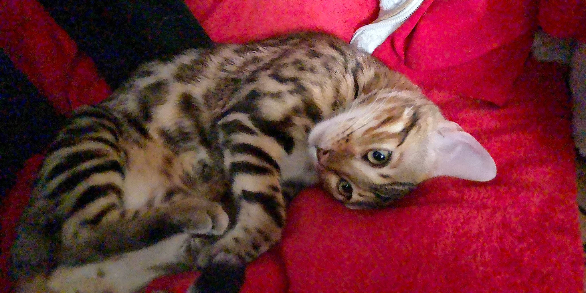 Rocky participe au concours pour gagner de l'argent avec cette photo : carnivore, cat, claw, comfort, domestic_short_haired_cat, fawn, felidae, fur, nap, paw, small_to_medium_sized_cats, snout, tail, terrestrial_animal, toy, whiskers