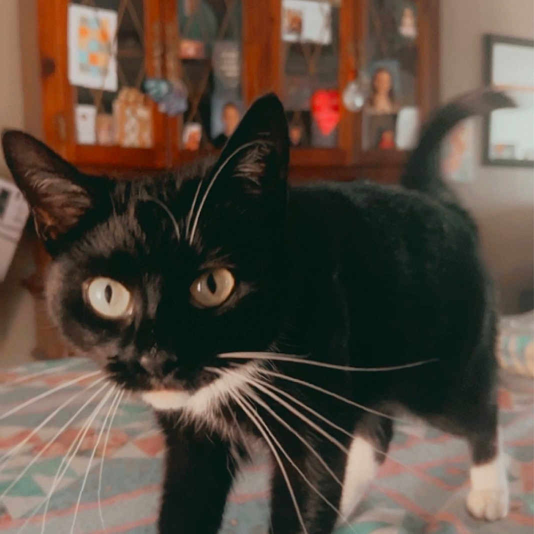 Oreo