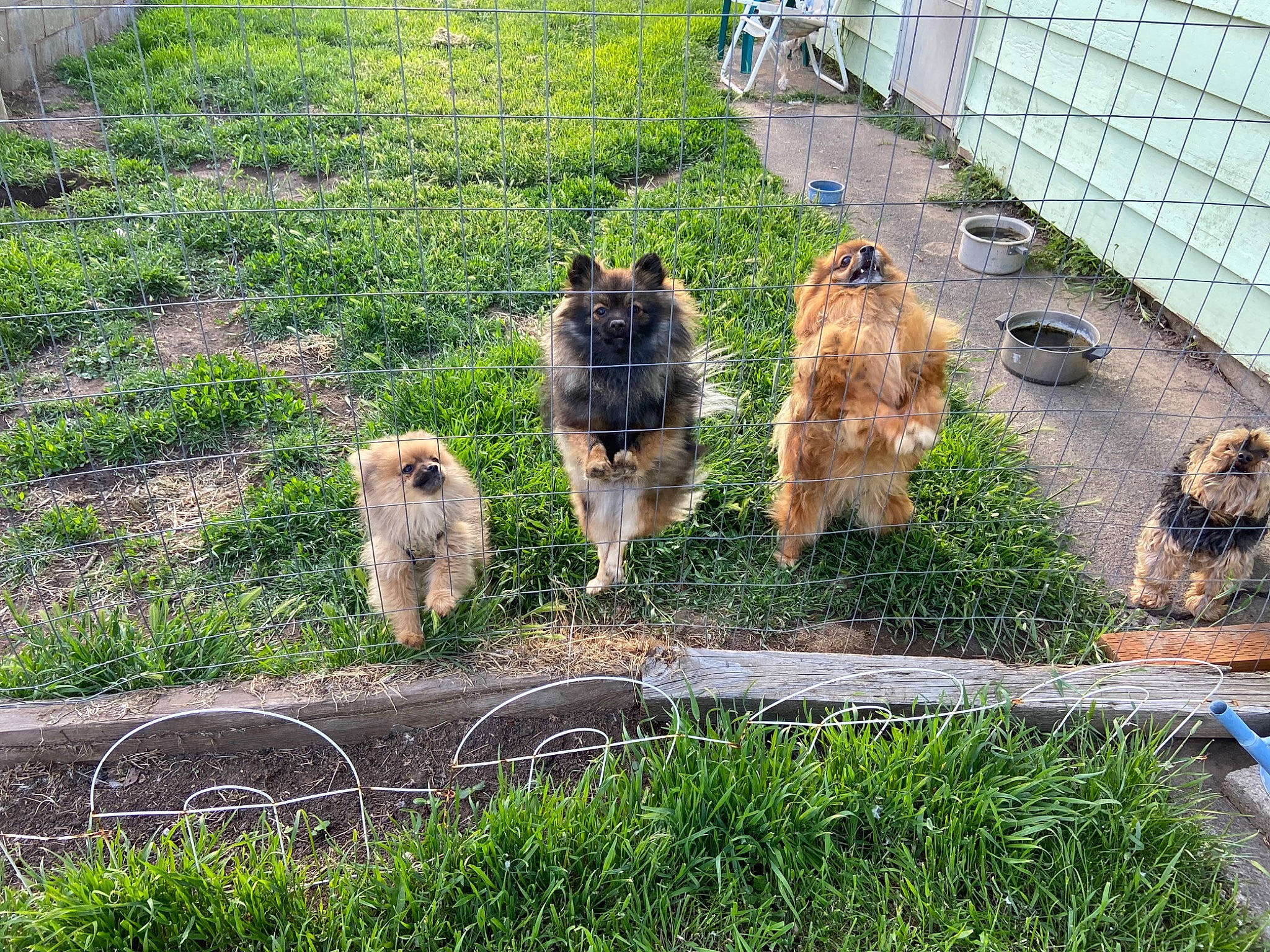 Archie is registered to the contest to win money with this photo: cairn_terrier, canidae, carnivore, dog, dog_breed, glen_of_imaal_terrier, grass, mammal, norfolk_terrier, norwich_terrier, pomeranian, terrier, welsh_terrier