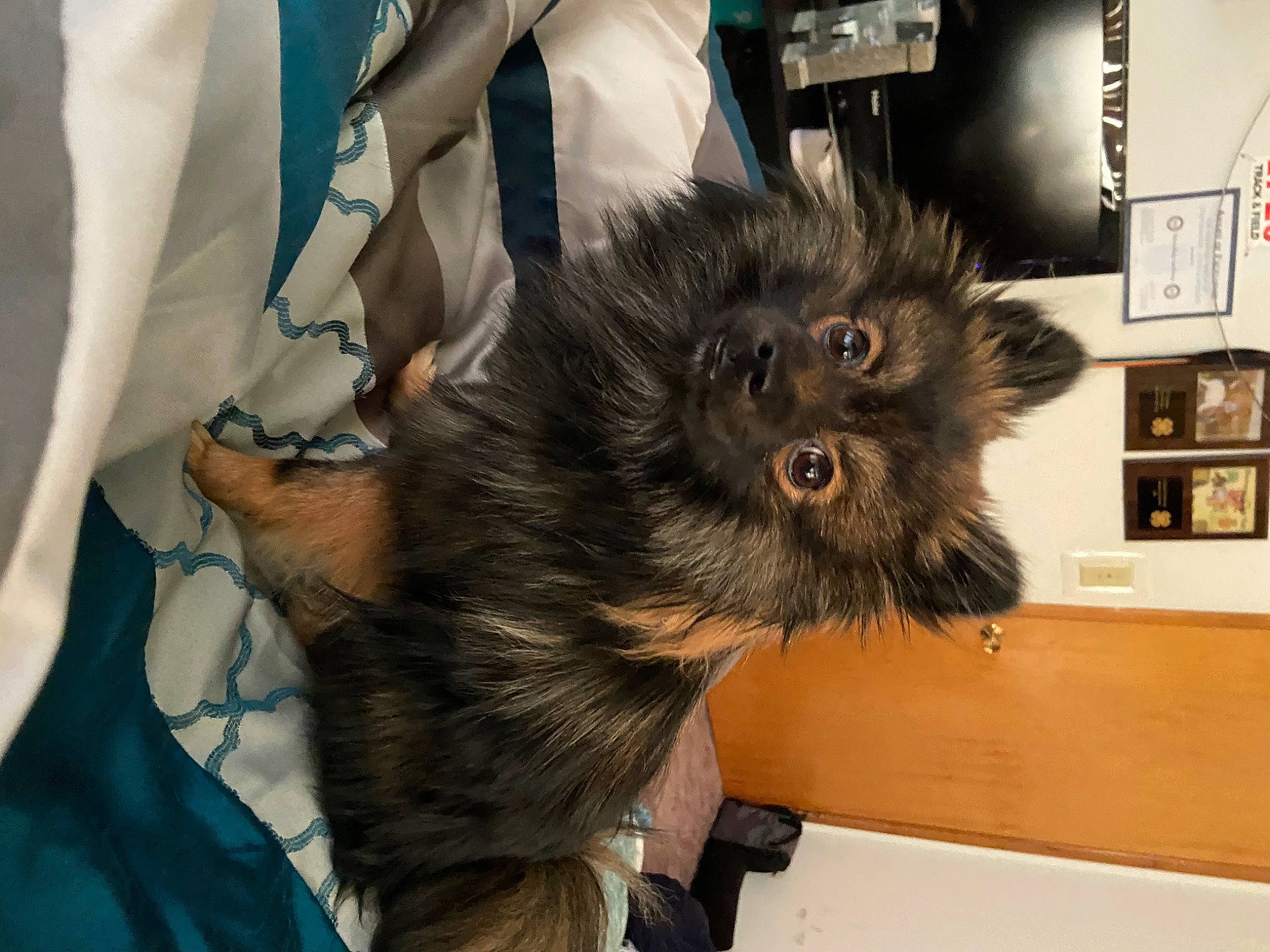 Archie is registered to the contest to win money with this photo: canidae, carnivore, companion_dog, dog, dog_breed, fawn, fur, german_spitz, german_spitz_klein, german_spitz_mittel, keeshond, mammal, non_sporting_group, pomeranian, puppy, spitz