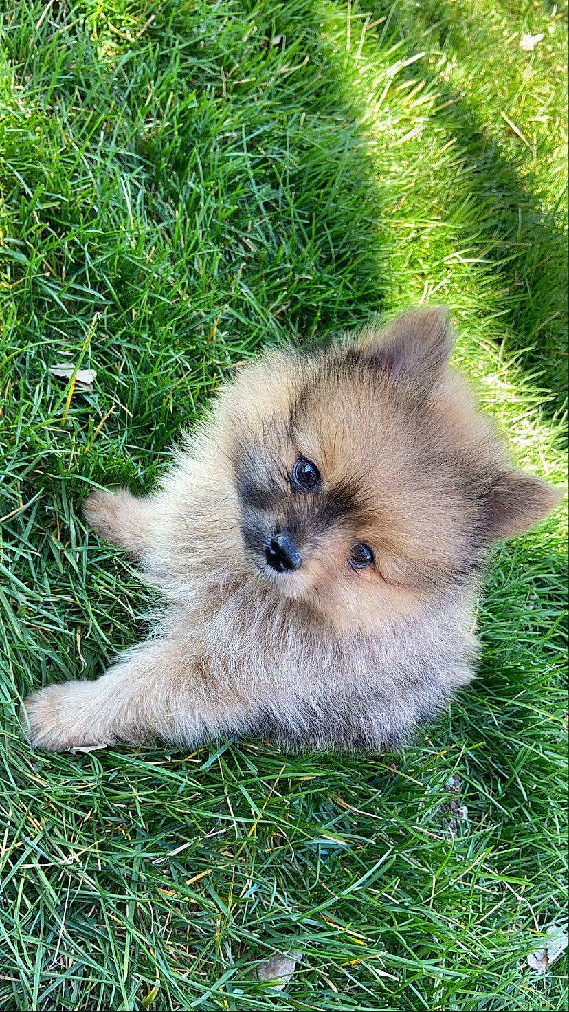 Merle joined the competition — help win amazing prizes! canidae, carnivore, companion_dog, dog, dog_breed, fawn, german_spitz, german_spitz_klein, german_spitz_mittel, mammal, pomeranian, puppy, spitz, toy_dog, vertebrate