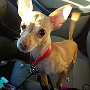 Chula joined the competition — help win amazing prizes! dog, small_dog, chihuahua, car_interior, car_seat, red_collar, leash, sunlight, ears, pet, animal, alert, closeup, tan_fur, seat_belt, window, daylight, cute, companion, travel