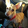 dog, small_dog, chihuahua, car_interior, car_seat, red_collar, leash, sunlight, ears, pet, animal, alert, closeup, tan_fur, seat_belt, window, daylight, cute, companion, travel