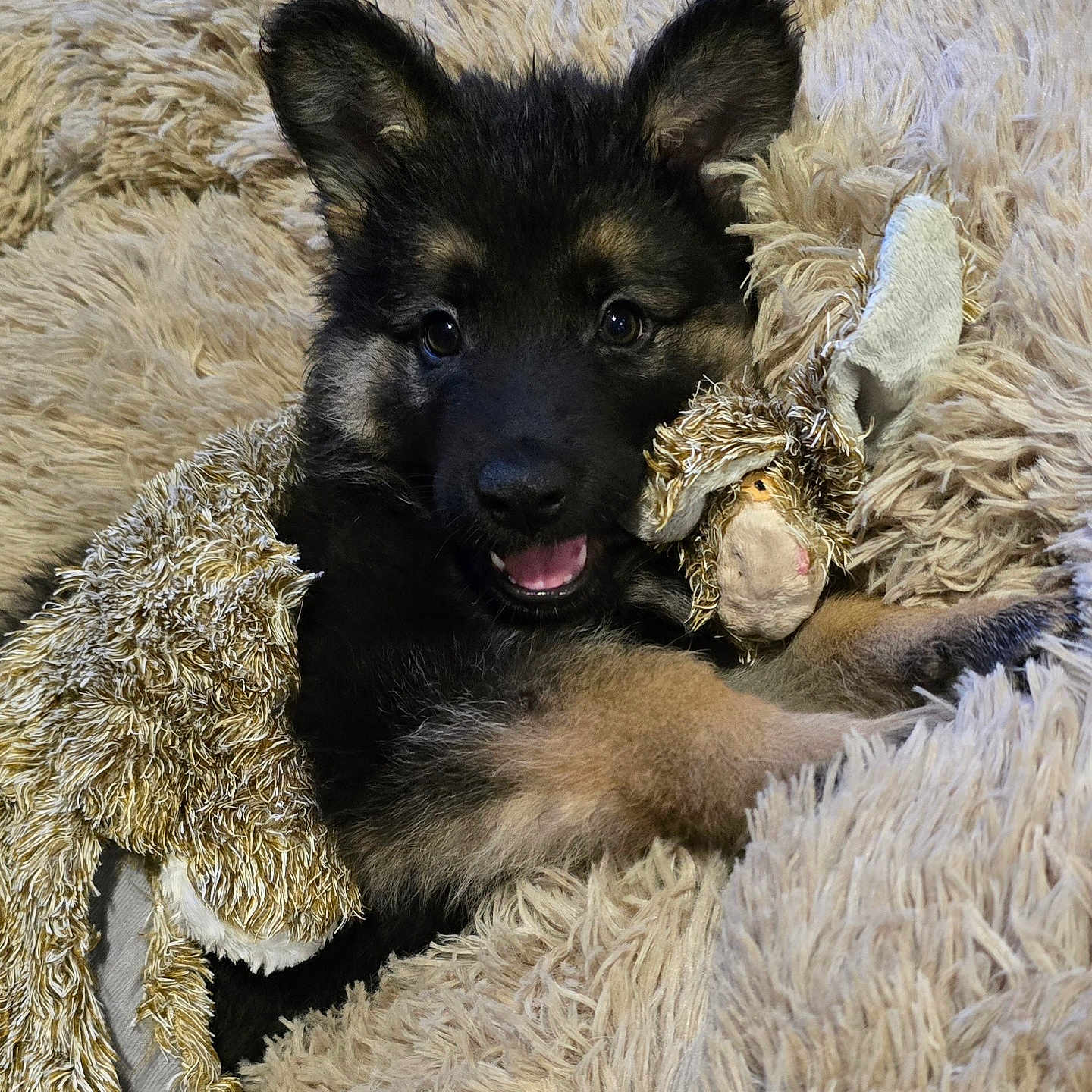 Arlo joined the competition — help win amazing prizes! animal, ball, blanket, canine, clothing, cockerspaniel, couch, dog, fur, furniture, germanshepherd, husky, person, pet, puppy, sleeping, sport, tennis, tennisball, terrier