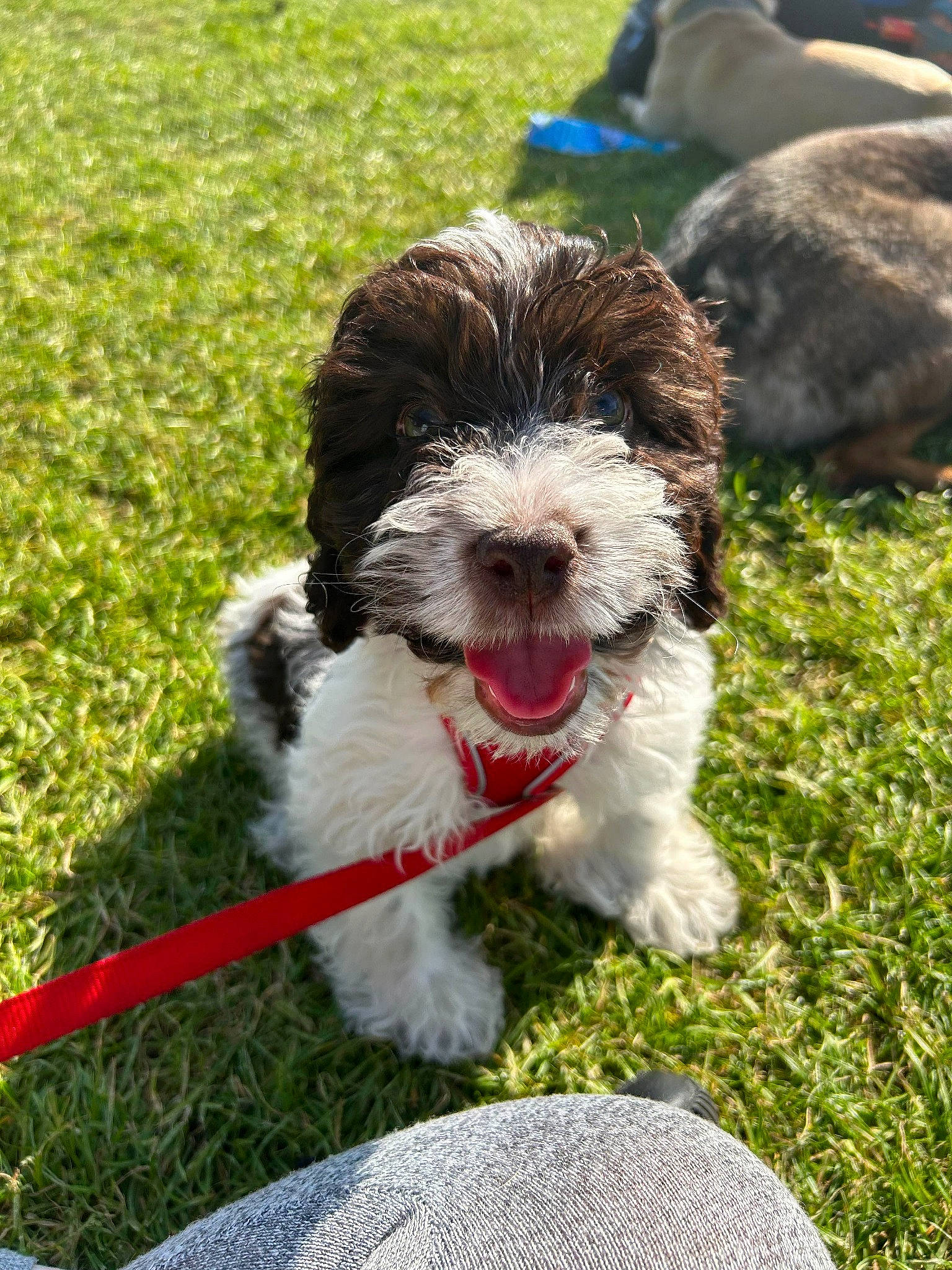 Keith is registered to the contest to win money with this photo: canidae, carnivore, collar, companion_dog, dog, dog_breed, dog_collar, fur, grass, liver, non_sporting_group, snout, sporting_group, terrestrial_animal, terrier, toy_dog, water_dog, working_animal, working_dog