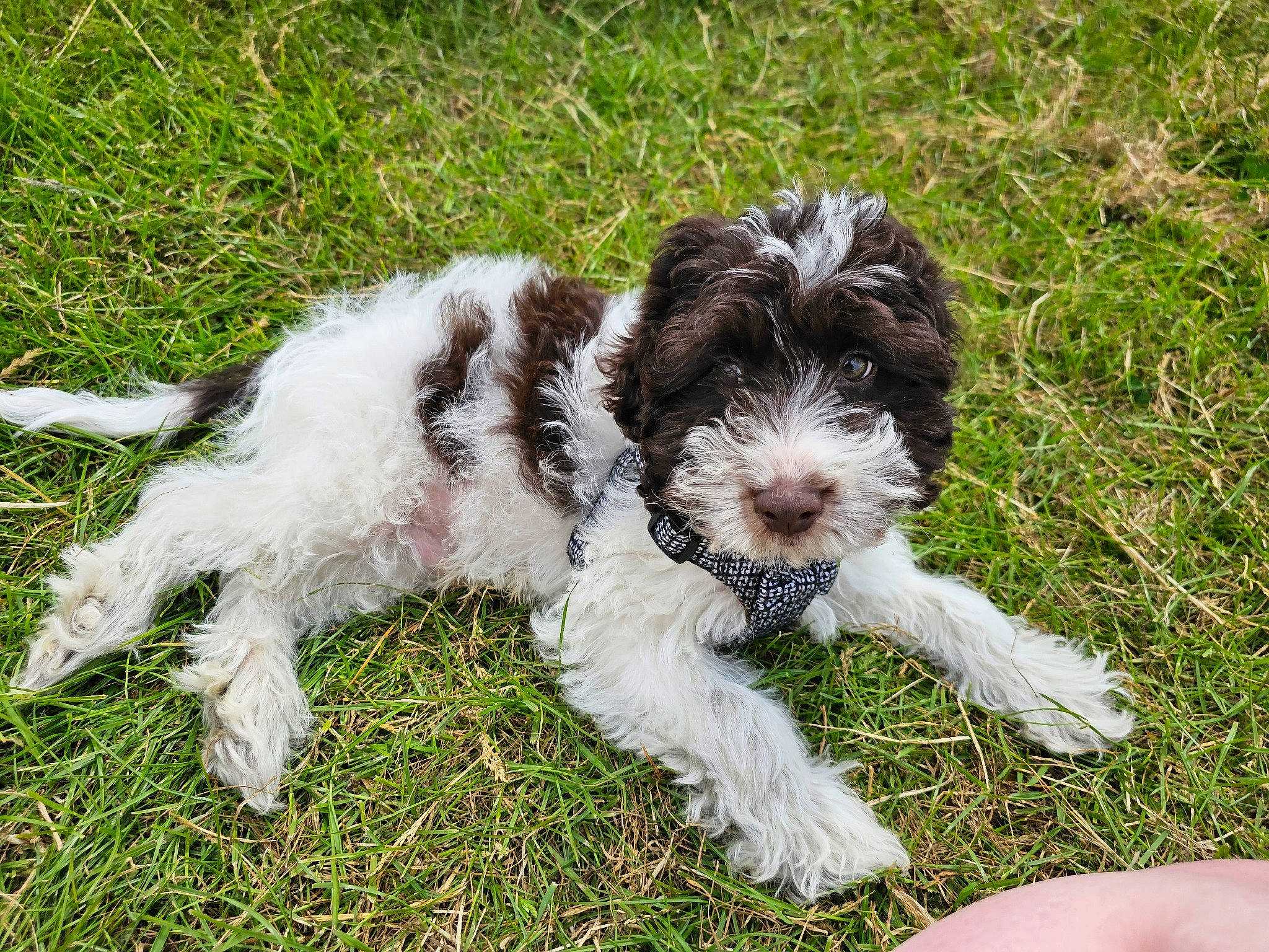 Keith is registered to the contest to win money with this photo: canidae, carnivore, companion_dog, dog, dog_breed, dog_collar, grass, groundcover, maltepoo, non_sporting_group, puppy, recipe, shih_poo, snout, sporting_group, terrier, toy_dog, water_dog, working_animal, working_dog