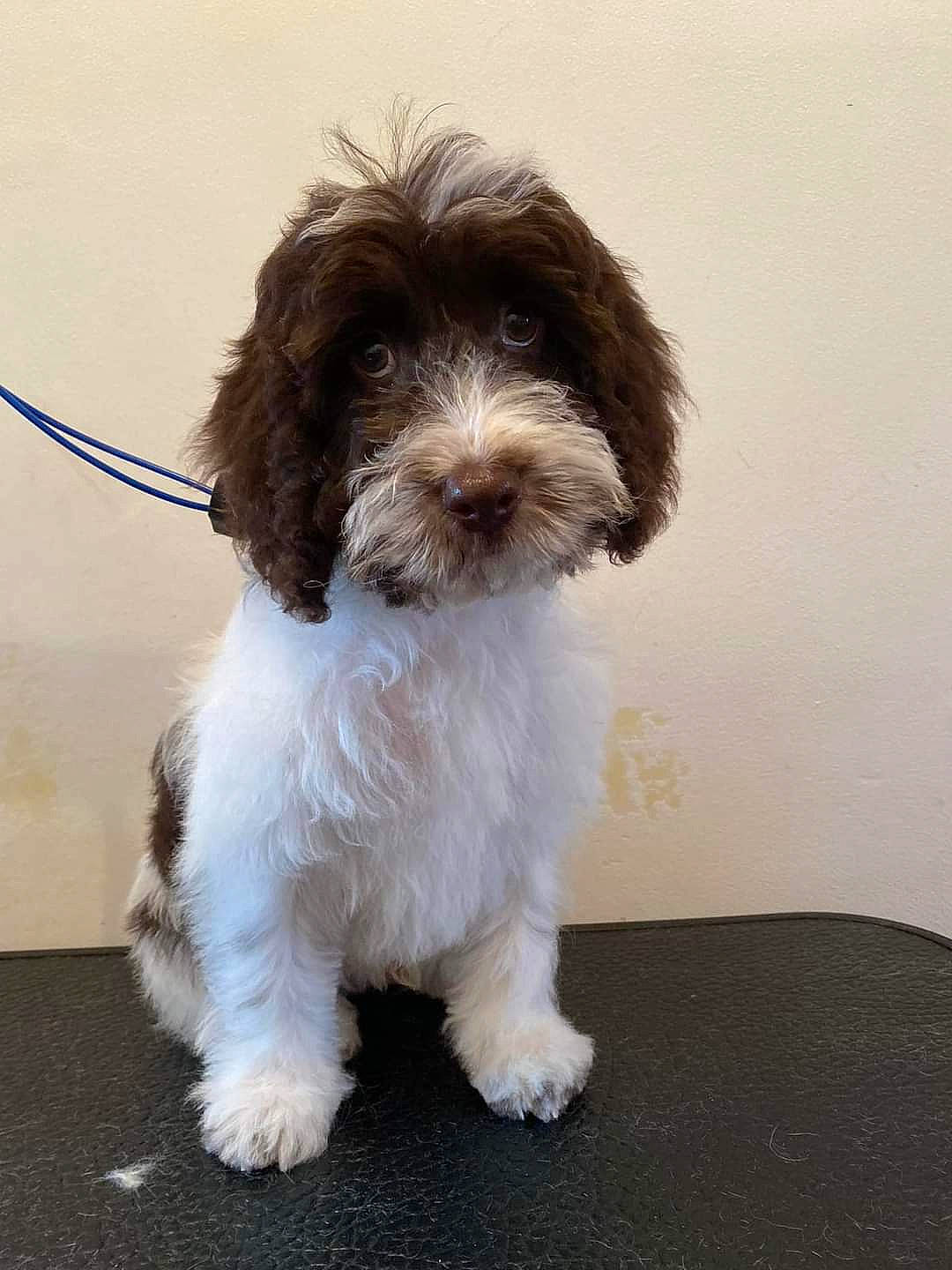 Keith is registered to the contest to win money with this photo: canidae, carnivore, companion_dog, dog, dog_breed, fur, liver, non_sporting_group, snout, sporting_group, terrestrial_animal, toy_dog, water_dog, working_animal