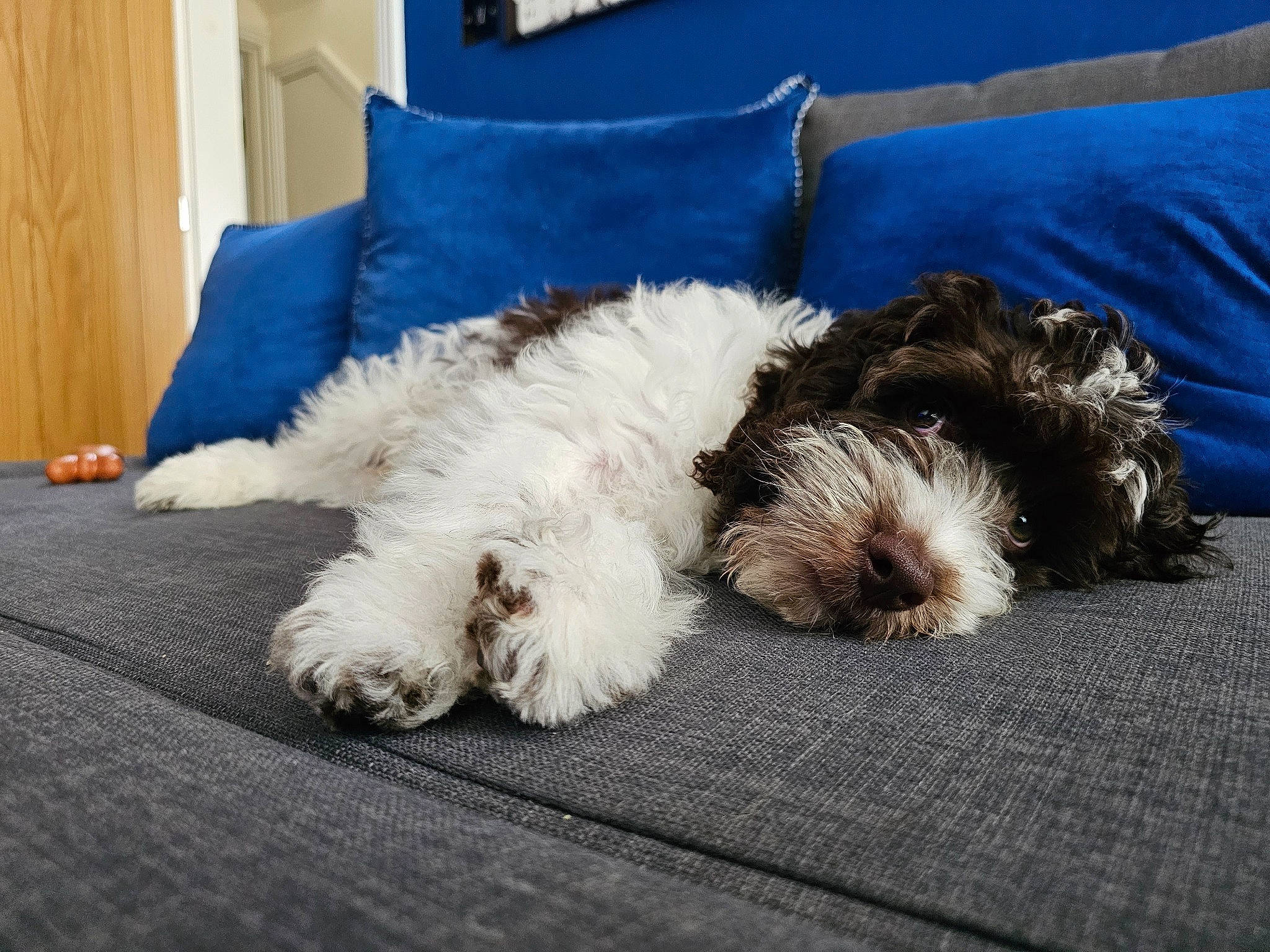 Keith is registered to the contest to win money with this photo: carnivore, comfort, companion_dog, couch, dog, dog_breed, fiber, flooring, fur, grey, paw, pillow, small_terrier, sporting_group, tail, terrier, throw_pillow, toy_dog, water_dog, working_animal